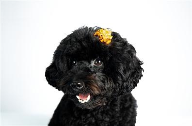 《森林之子》新实机演示 带着美女一起打怪物